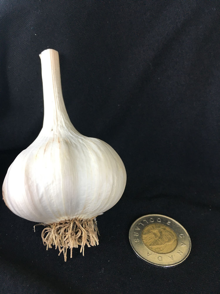 Thai Garlic