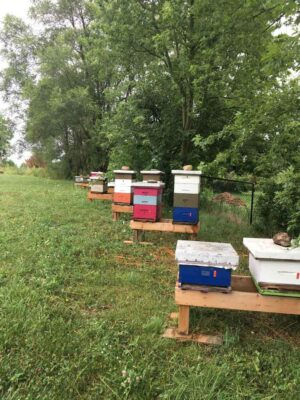 bee-hives-on-the-farm