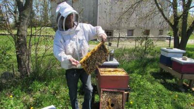 working-with-bees-ontario