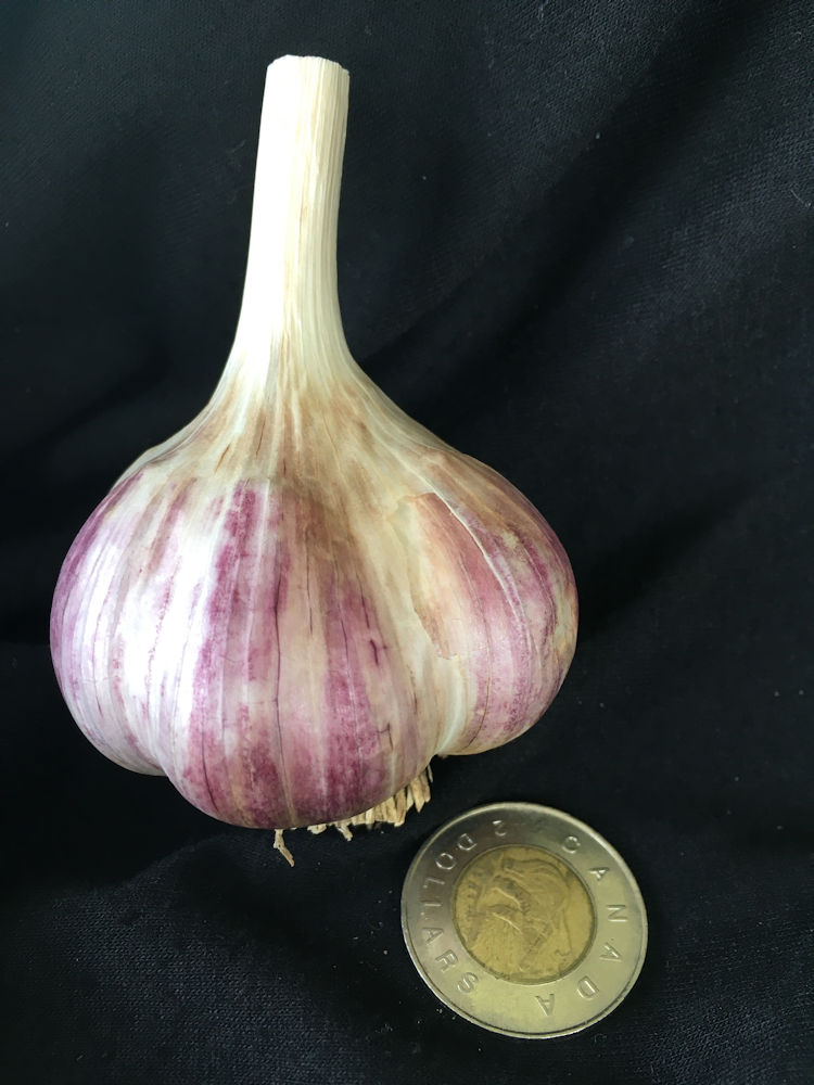 Duganski Garlic