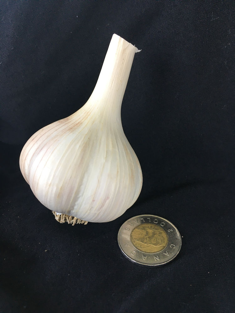 Georgian-Fire-Garlic