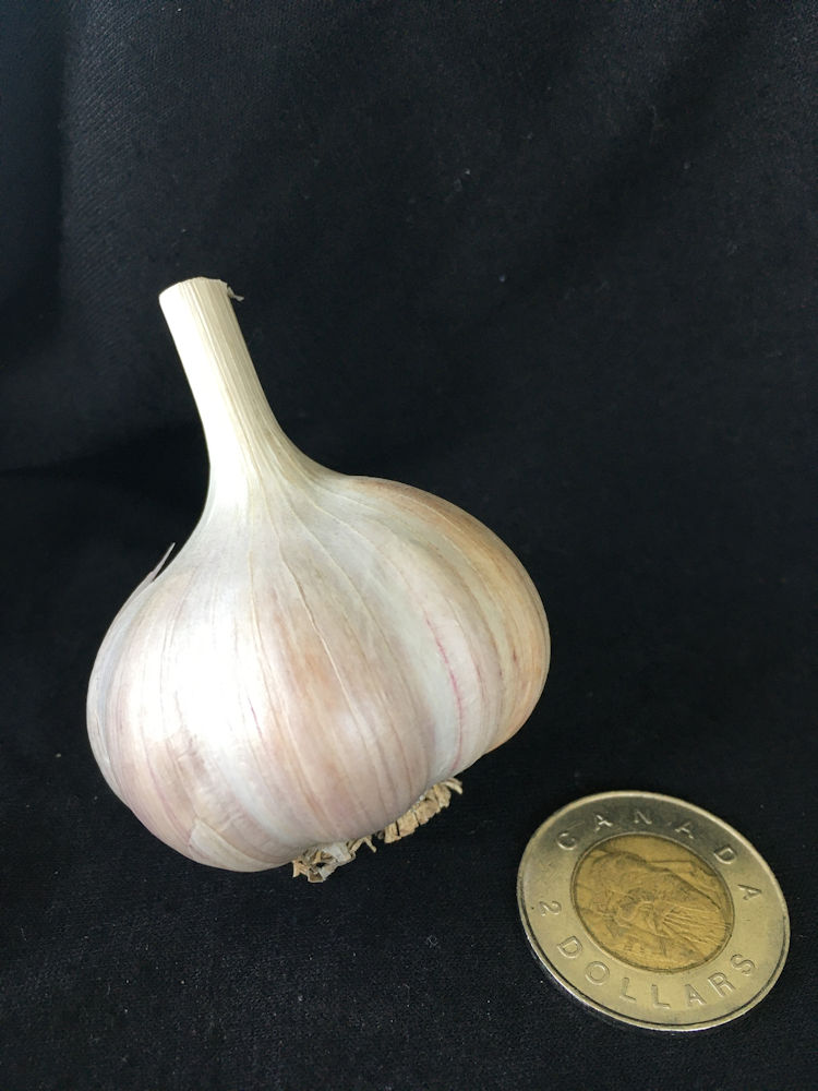 Marino Garlic